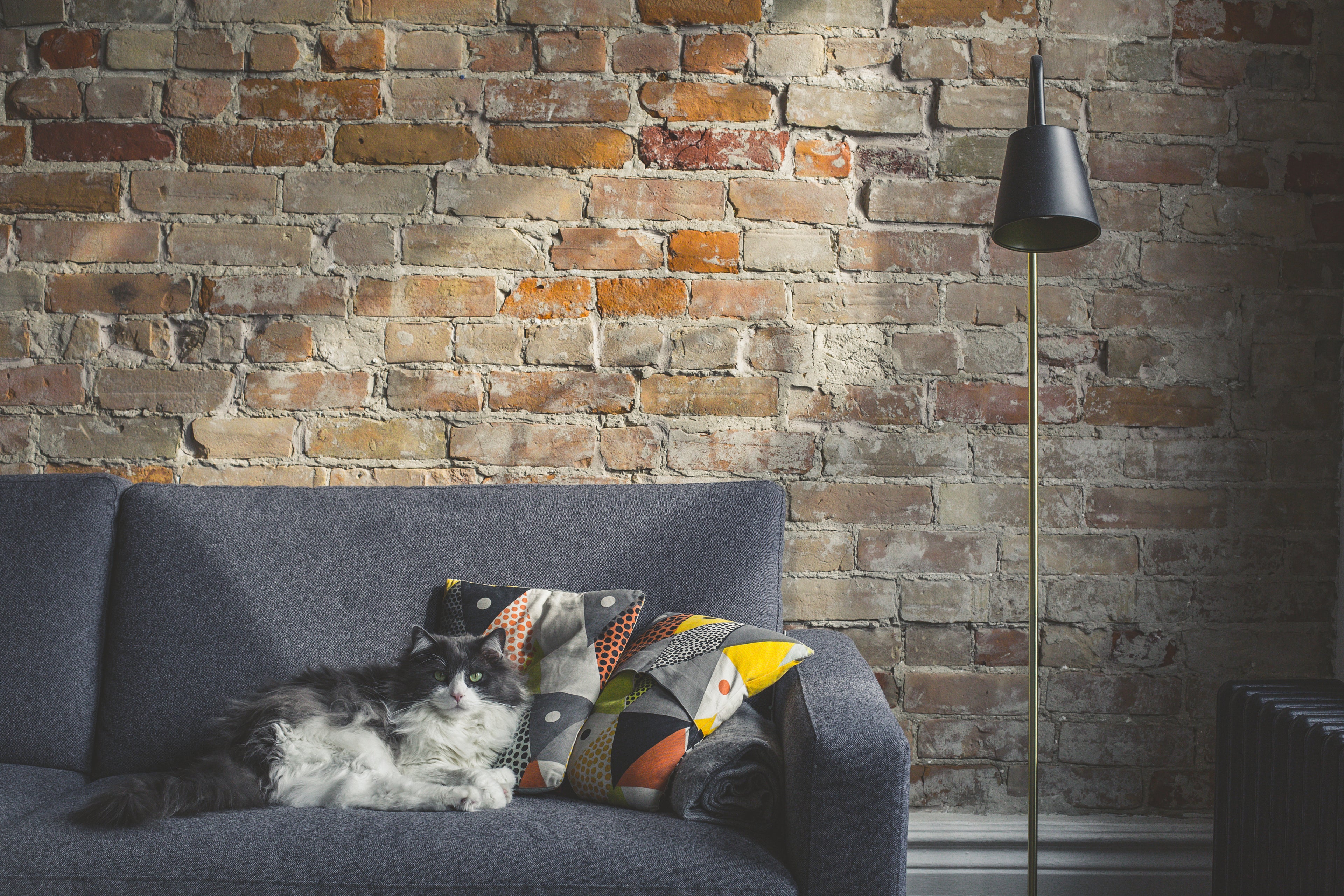 cat-relaxing-on-a-sofa
